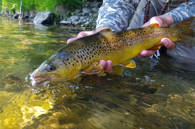 Always release our fish. Catch & release Poland