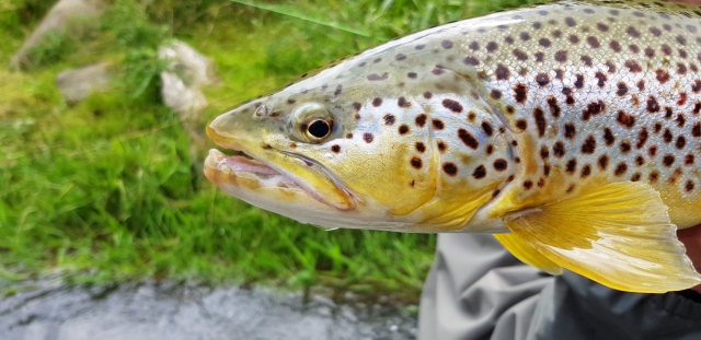 Another beauty from River bottom, nymph fishing cought that one