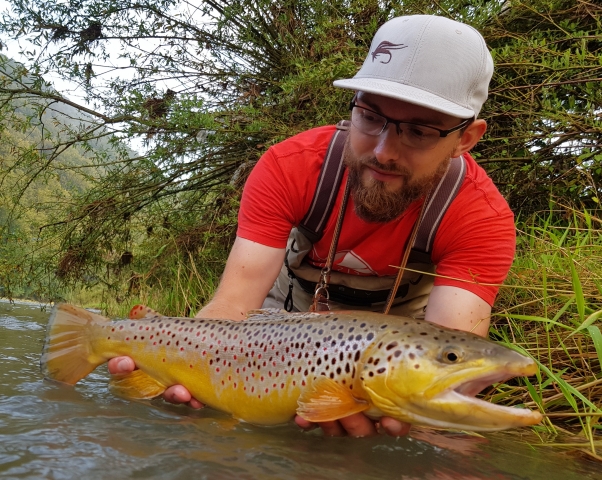 Coloured Brown Trout streamer fishing in Dunajec River Fly Fishing in Poland