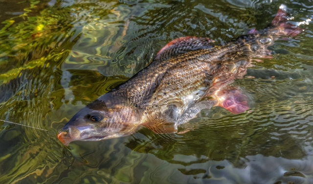 Grayling cought with little light scud nymph
