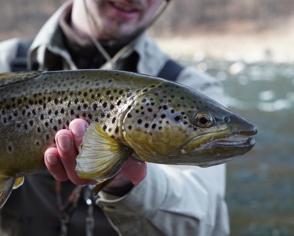 Touroperator Fly fishing Poland Brown Trout