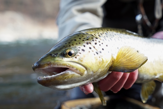 catch & release Brown trout  Dunajec River National Park