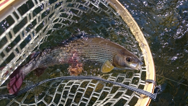 Cheap fly fishing trips Europe - grayling