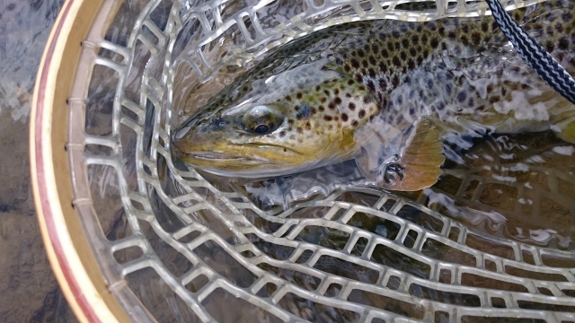 Wild trout from Bialka River - Tatry Mountains