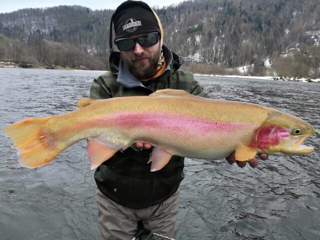 Big trouts in Poland - rainbow trout.