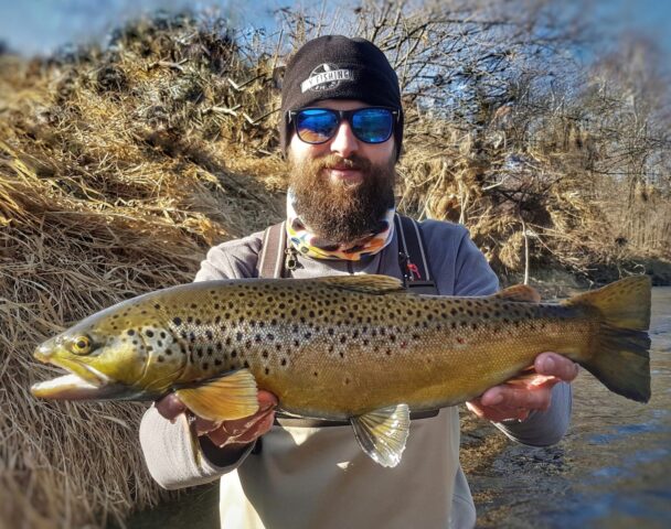 Totally wild brown trout from Dunajec River - Poland.