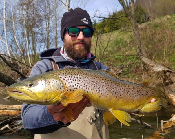Big brown trouts in Europe. Dunajec River compare Ribnik fishing