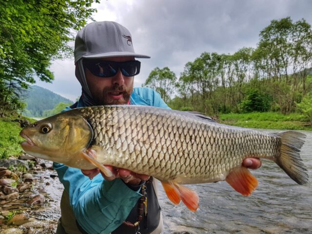 Streamer fishing for chub
