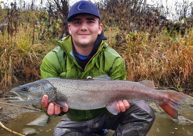 Danube Salmon (Głowacica) from Dunajec River