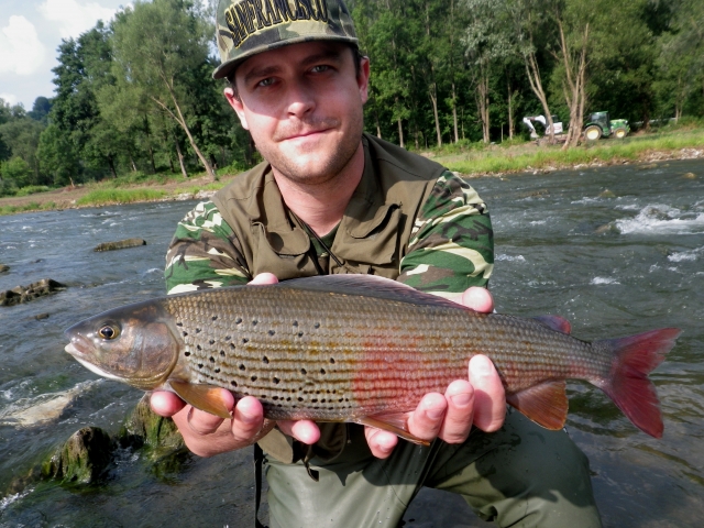 Lady of the stream - river Dunajec Grayling