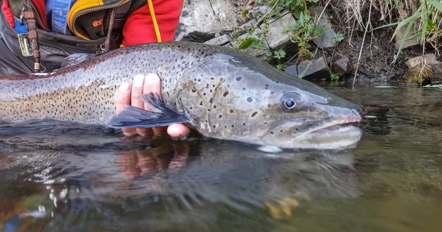 Taimen fishing Europe - best fly fishing guides