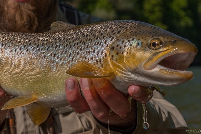 The best fishing in Poland - catch & release