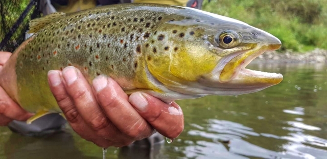 Dry fly fishing for trout - Dunajec River - Poland