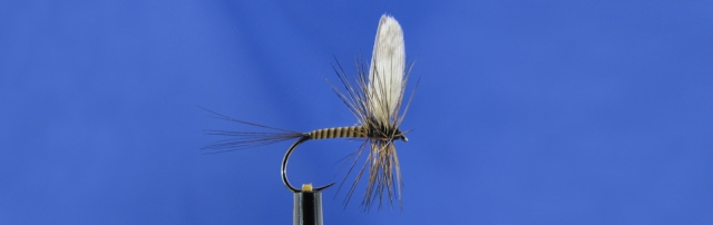 Akita hook, Quill, Metz Cape, Mallard wing fly tying workshop