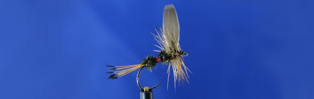 Royal Coachman dry fly, tippet, peacock hearl, red silk, mallard duck wing