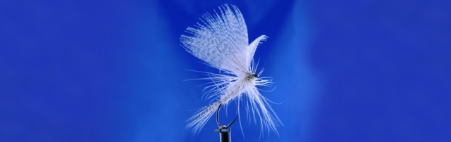 White Mallard wing fly, evening fishing, big fly for big brown trouts