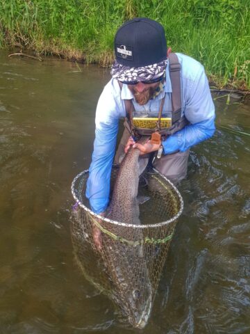 Monster fish Dunajec River Hucho-hucho (Taimen) Danube Salmon