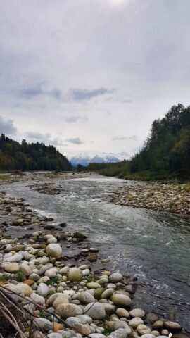 Wild mountain river with wild trouts and graylings