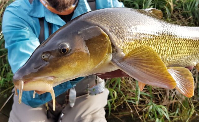 Poprad Barbel fishing - Poland