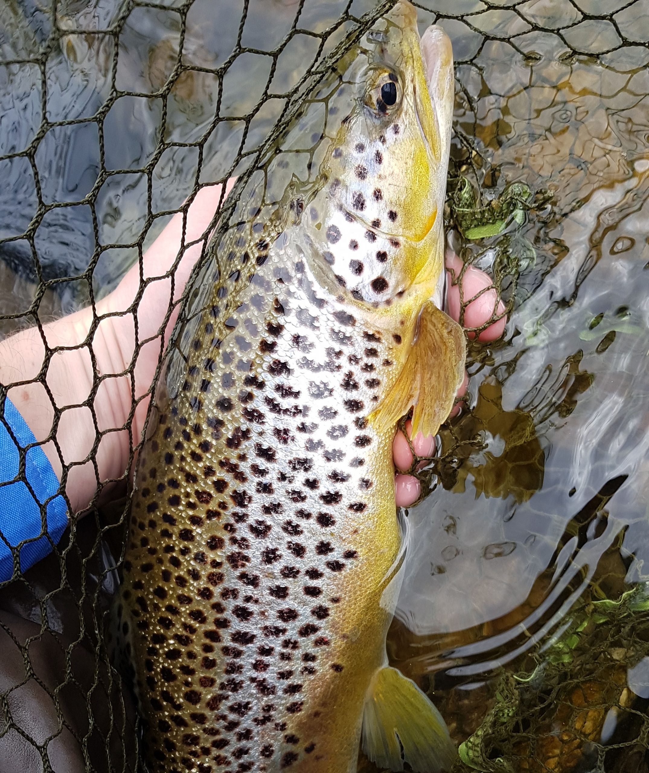 Read more about the article Bookings for season 2020 open already !