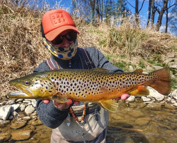 Pstrąg potokowy - OS Dunajec