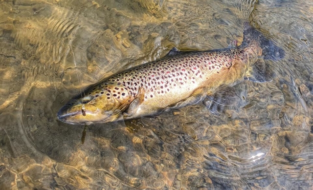 Pstrąg potokowy