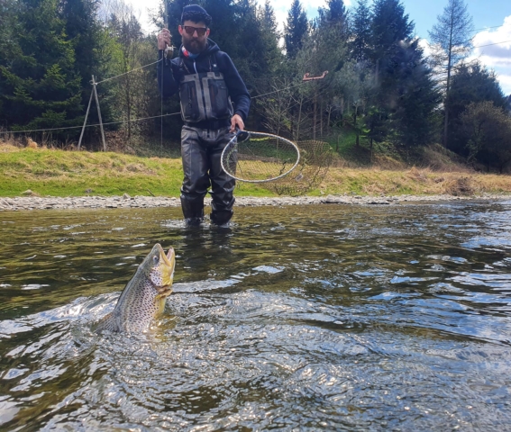 Piękny pstrąg z OS Dunajec