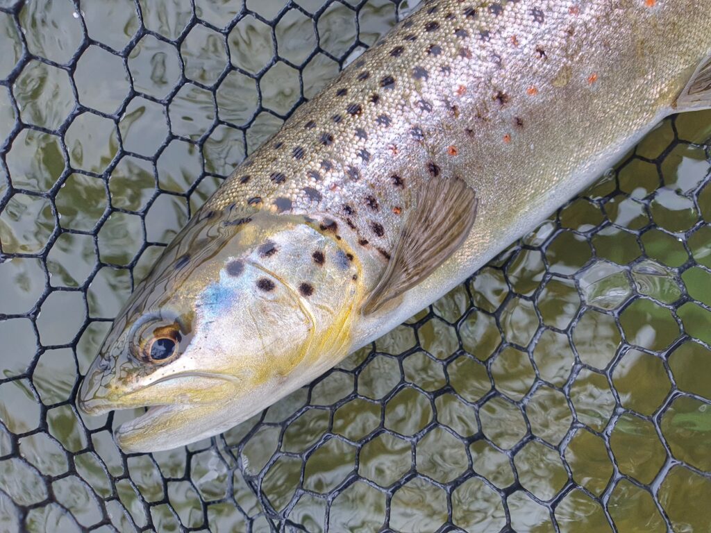Trout season open
